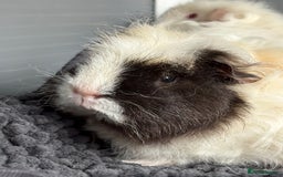 Guinea Pig rodents for sale: Bonded male piggies  - Image 4