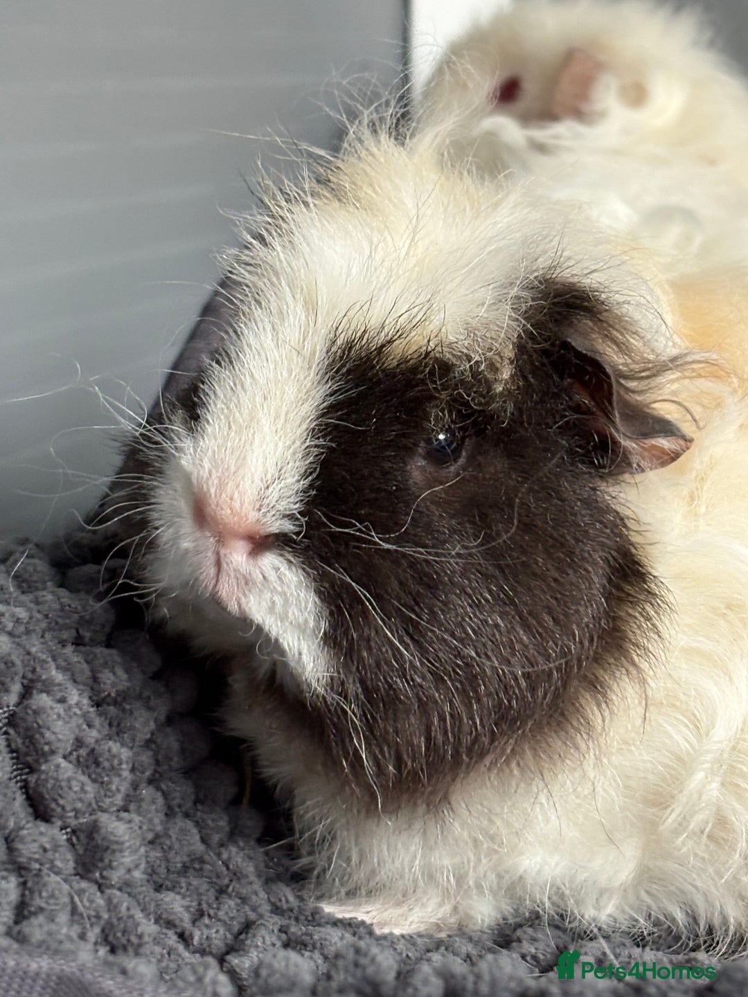 Guinea Pig rodents for sale: Bonded male piggies  - Image 4