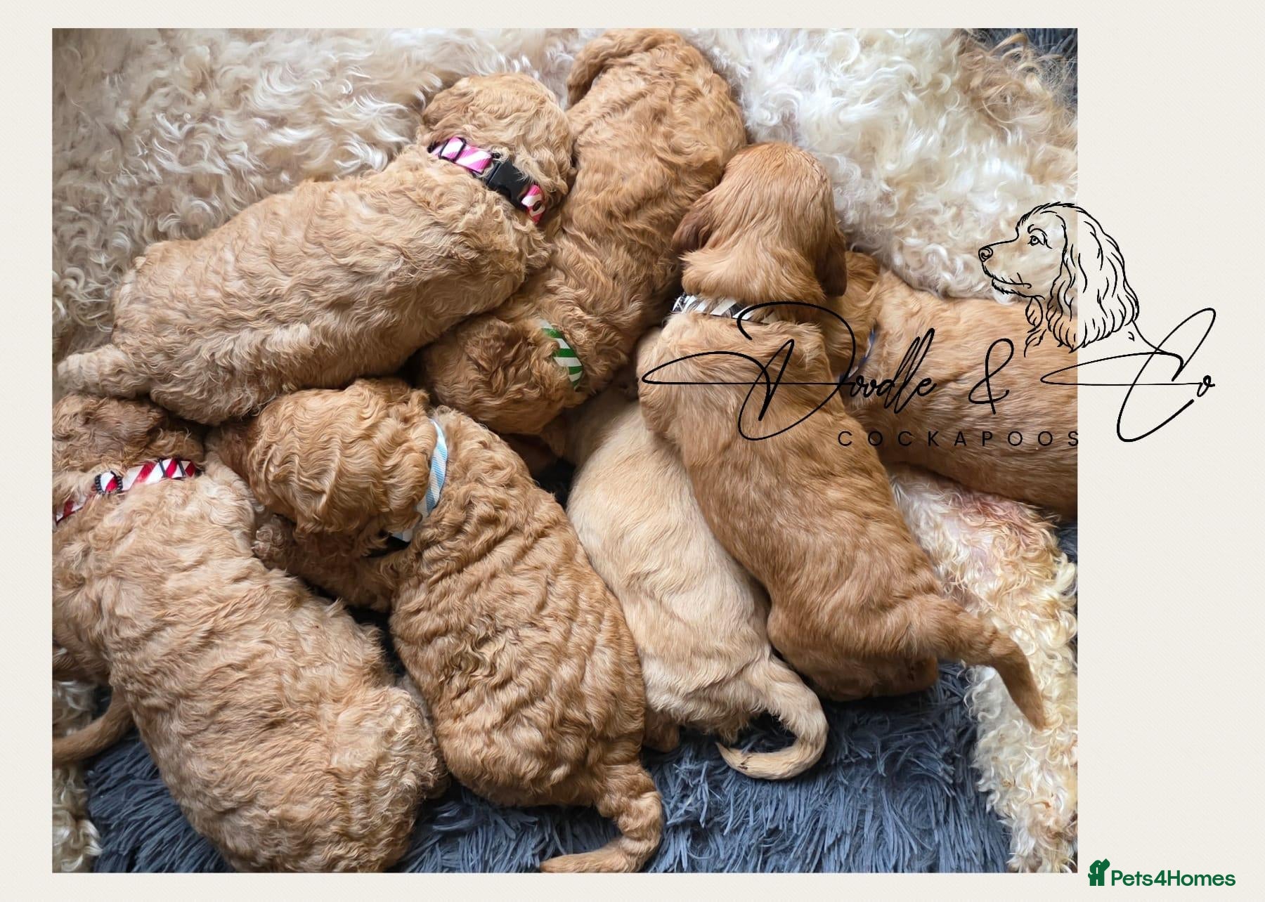 Cockapoo dogs for sale: Health tested F1b Show Type Cockapoo puppies - Advert 4