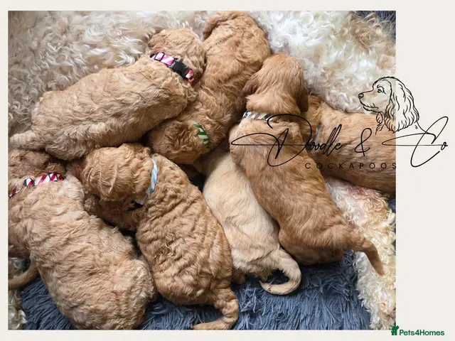 Cockapoo dogs for sale: Health tested F1b Show Type Cockapoo puppies - Advert 1