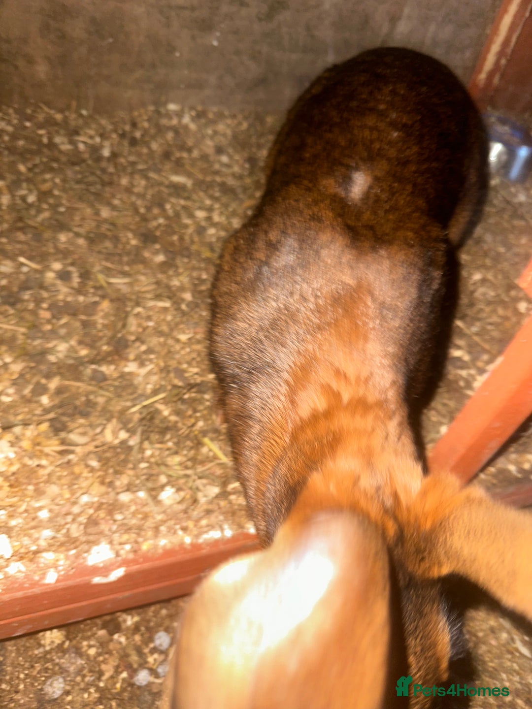 Belgian Hares rabbits for sale: Belgian hares for sale  - Advert 10