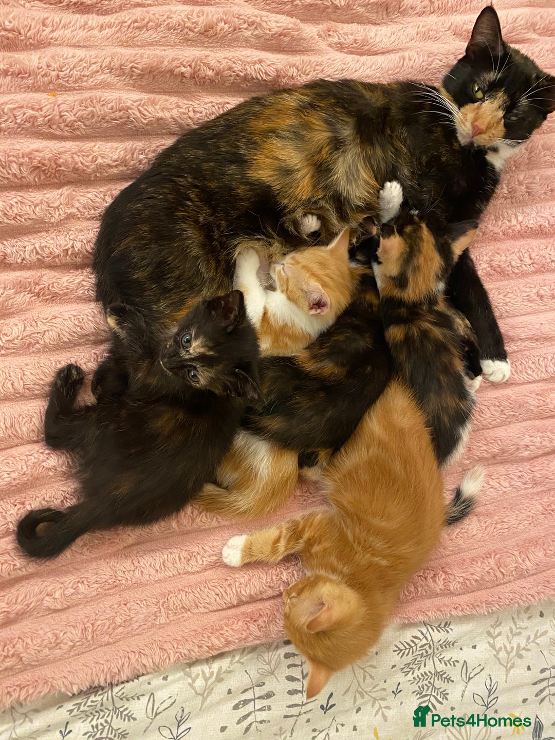 Mixed Breed cats for sale: 5 lovely kittens for sale - Advert 1