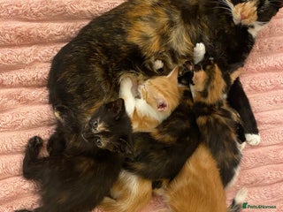 Mixed Breed cats 5 lovely kittens for sale - Advert 3
