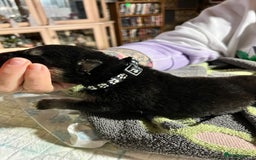 Shepsky dogs for sale: shepsky puppies  - Advert 10