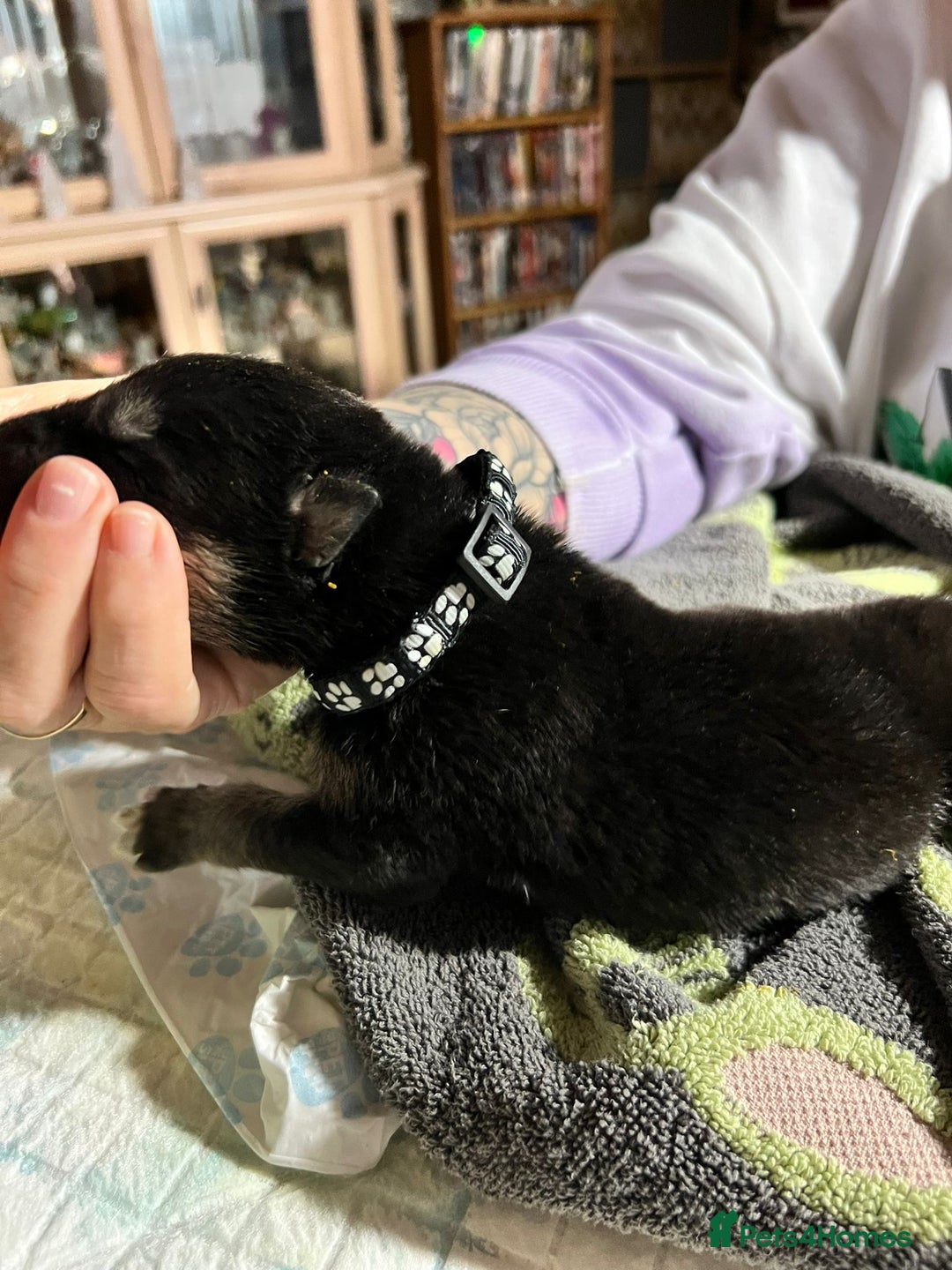 Shepsky dogs for sale: shepsky puppies  - Advert 10