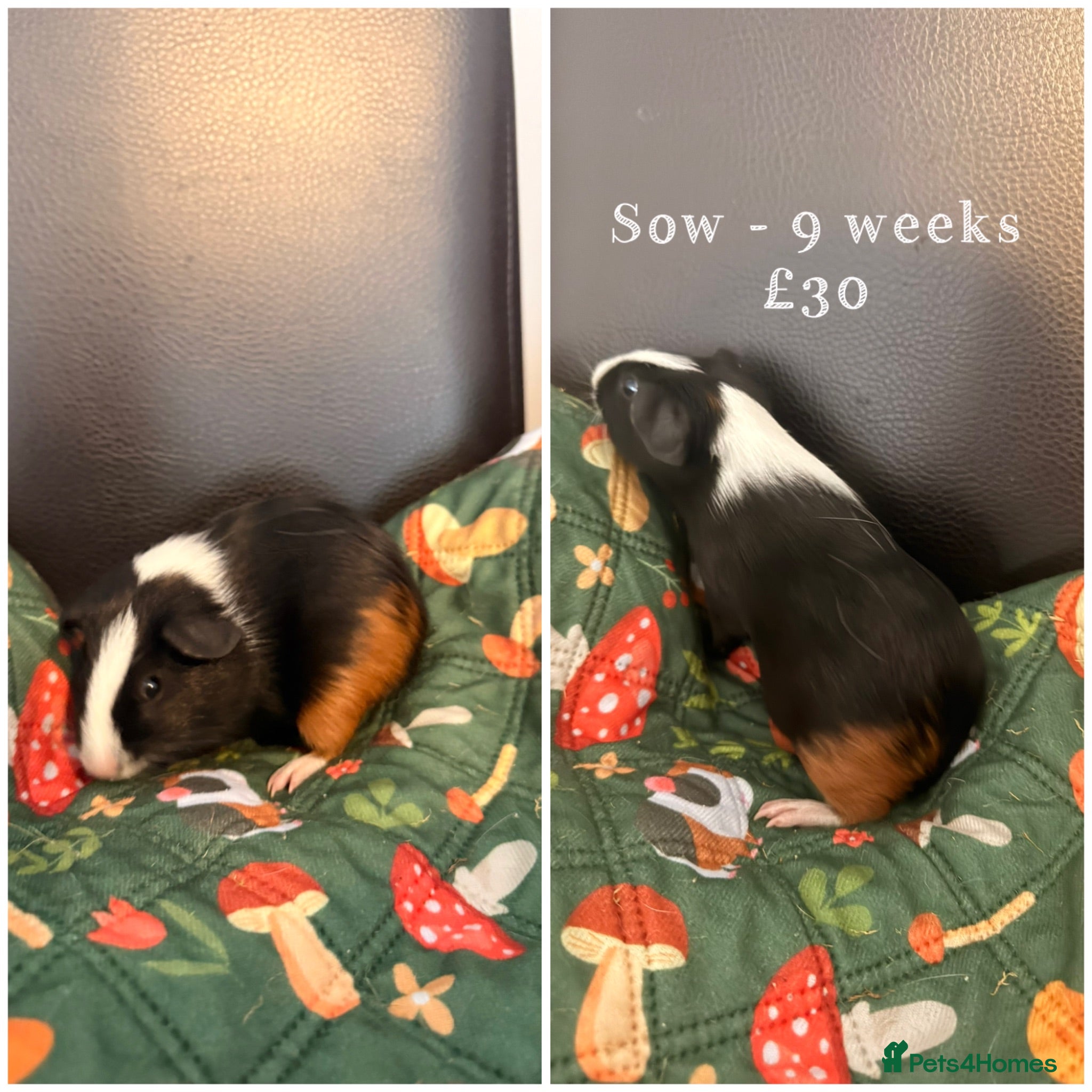 Guinea Pig rodents Mix of Sows and Bores and different ages. - Advert 22