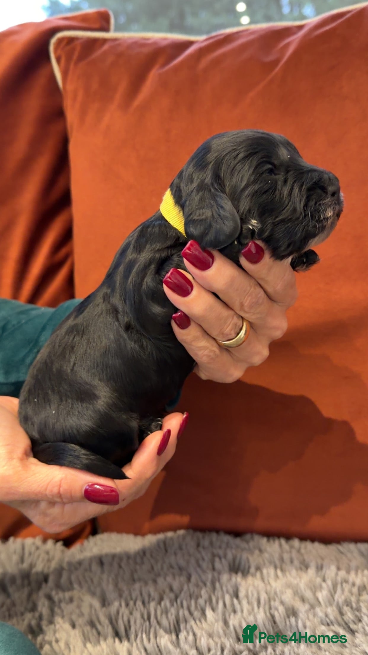 Cockapoo dogs F1 mini cockapoos health tested parents  - Advert 7