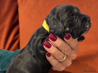 Cockapoo dogs F1 mini cockapoos health tested parents - Advert 13