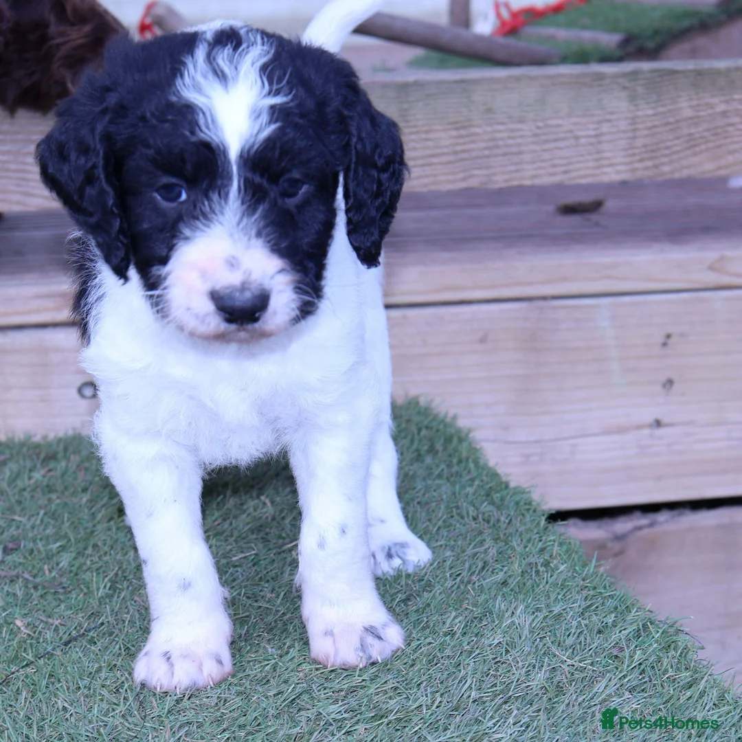 Labradoodle dogs for sale: A Better Start Fully Vaccinated Manners HomeRaised - Advert 34