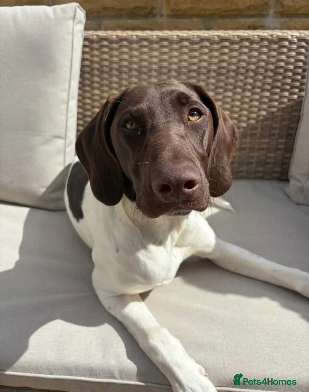 German Shorthaired Pointer dogs for sale: German shorthaired pointer - Advert 2