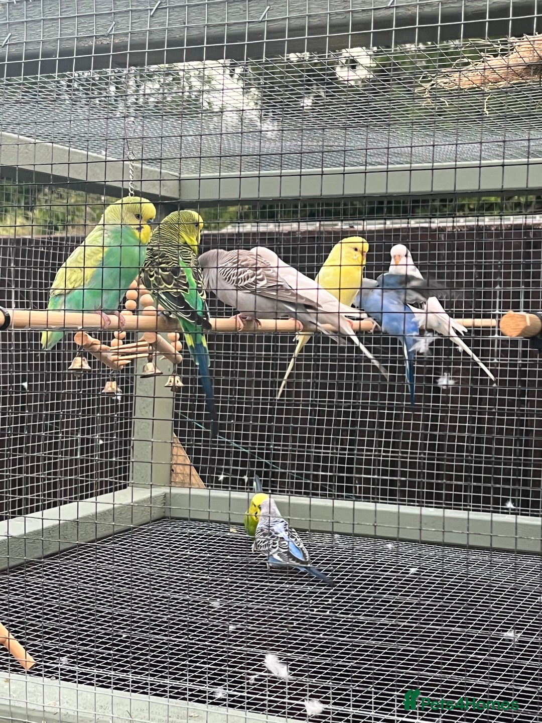 Budgerigars birds for sale: Budgies - Image 8