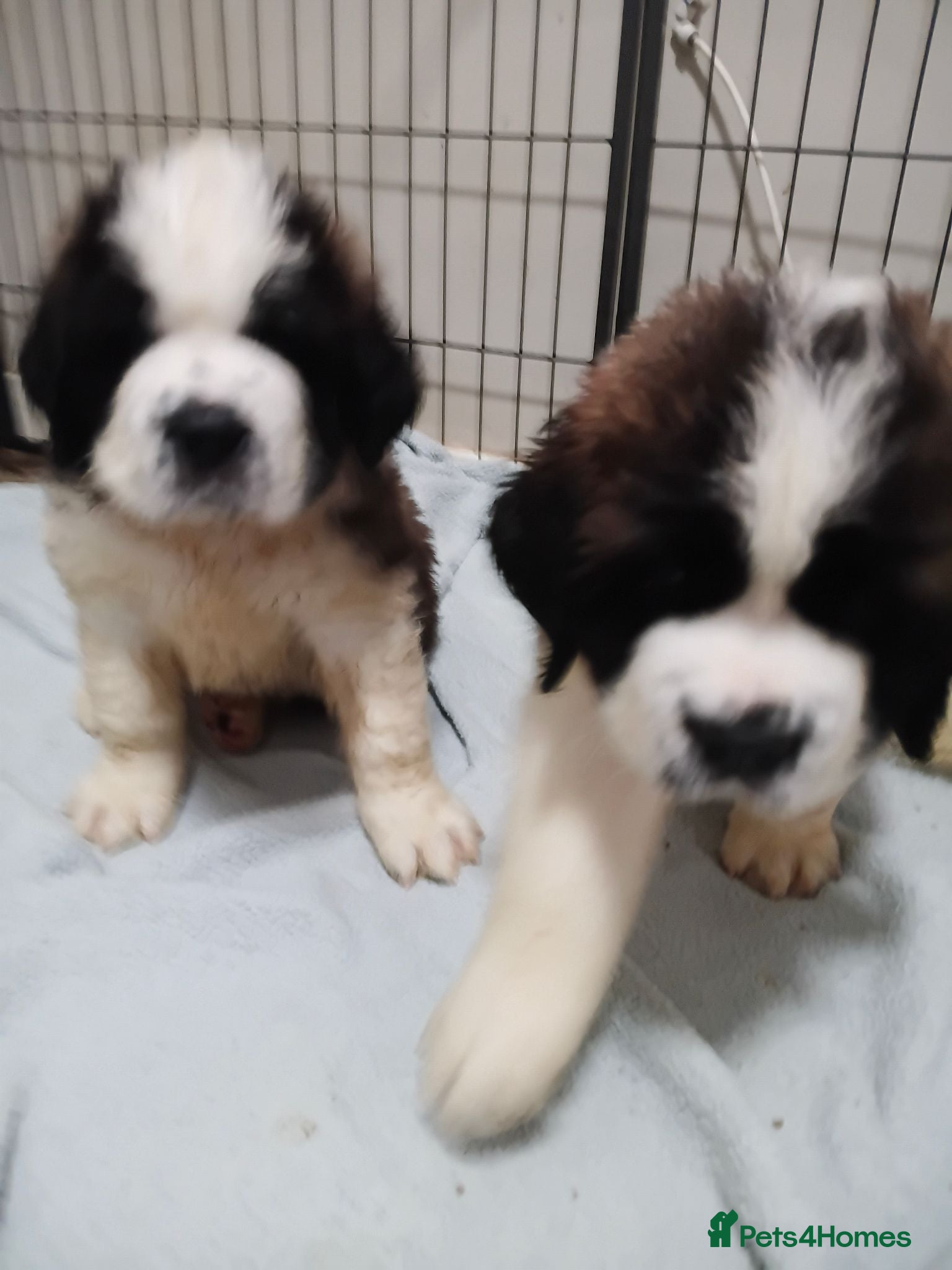 Saint Bernard dogs St Bernard kc registered puppies - Advert 2