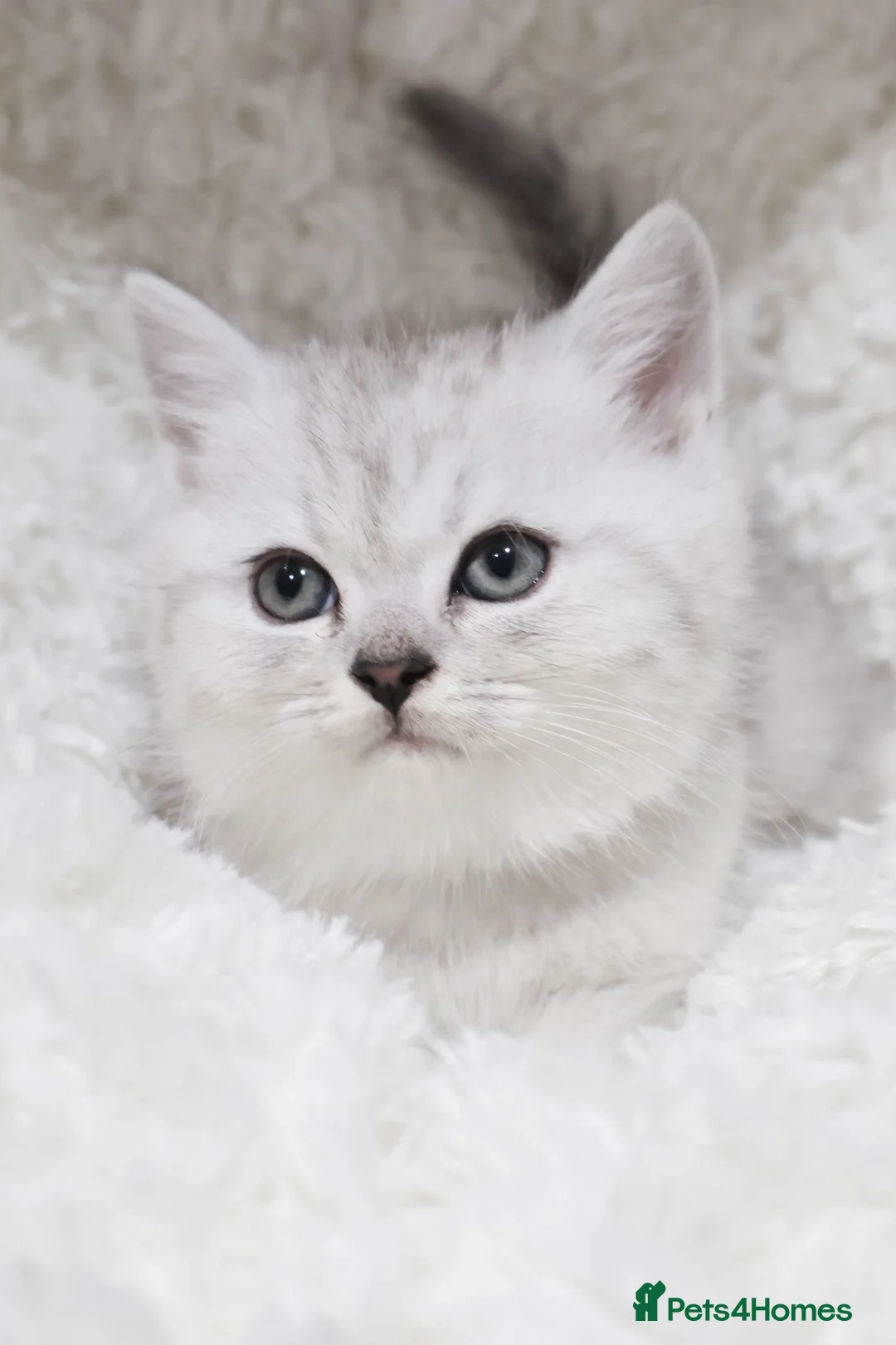 British Shorthair cats for sale:  Pedigree British shorthair with tica registered  - Advert 1