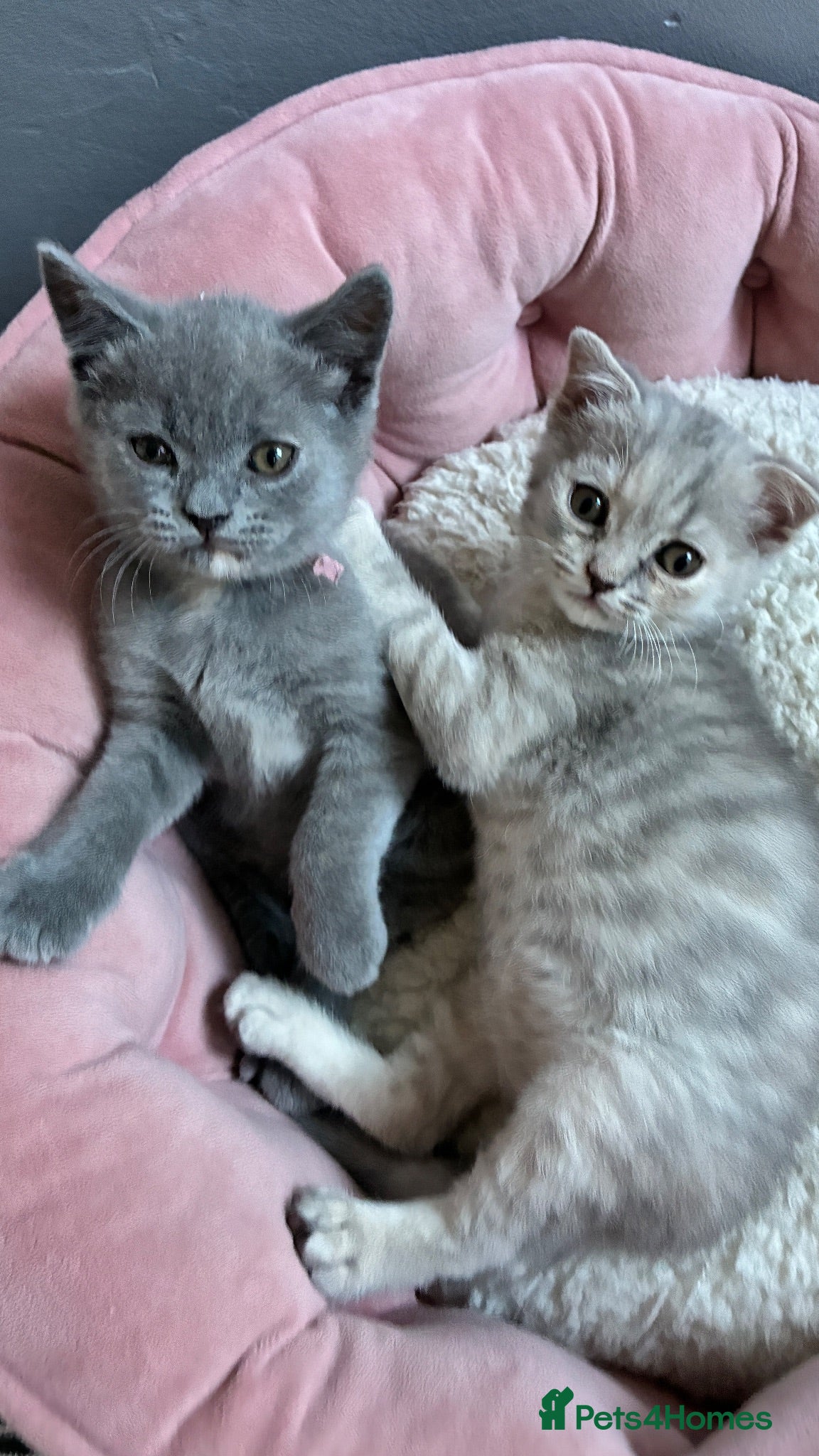 Scottish Fold cats “Gorgeous Scottish Fold & Straight Kittens ❤️ - Advert 2