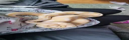 Python Snake reptiles for sale: 7 year old albino ball python friendly  in Watford - Advert 3