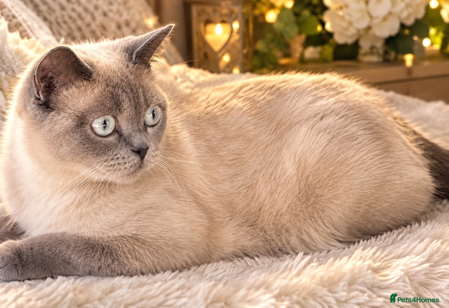Mixed Breed cats Lilac seal point bsh x kittens  - Advert 1
