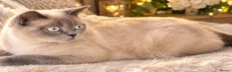 Mixed Breed cats for sale: Lilac seal point bsh x kittens  - Advert 1