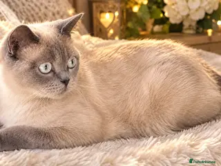 Mixed Breed cats Lilac seal point bsh x kittens - Advert 5