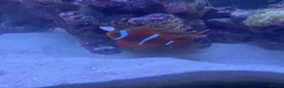 Other/Mixed Breed fish for sale: Maroon clownfish - Advert 1