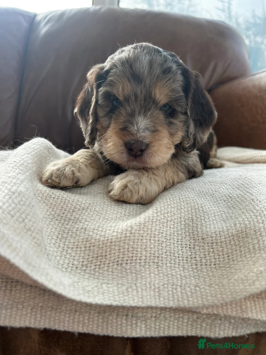 Cockapoo dogs for sale: READY TO GO 3 Golden Cockapoos  - Advert 26