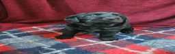 Labrador Retriever dogs for sale: Retriever Labrador - Advert 9