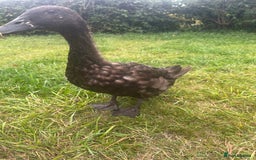 Ducks poultry for sale: Indian Runner Ducks  - Image 7