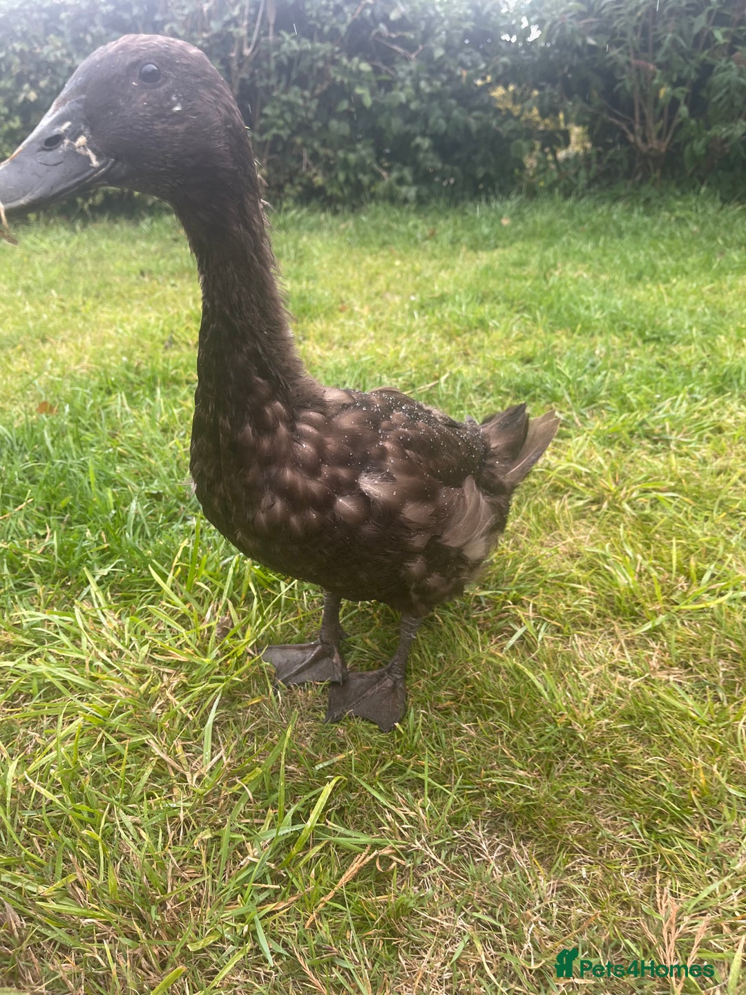 Ducks poultry for sale: Indian Runner Ducks  - Image 7