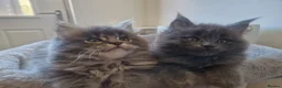 Maine Coon cats for sale: Maine coon kittens  - Advert 9