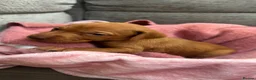 Hungarian Vizsla dogs for sale: 7 beautiful Hungarian vizsla puppies  - Advert 17