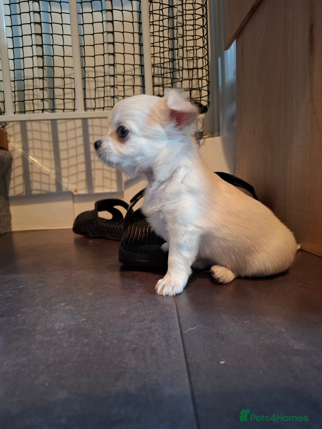 Chihuahua dogs for sale: Gorgeous Chihuahua puppies ❤️👑❤️ Bristol  - Advert 20
