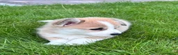 Welsh Corgi Pembroke dogs for sale: KC registered corgi puppy - Advert 16