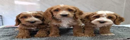 Cockapoo dogs for sale: Beautiful red pups from health tested parents - Advert 36