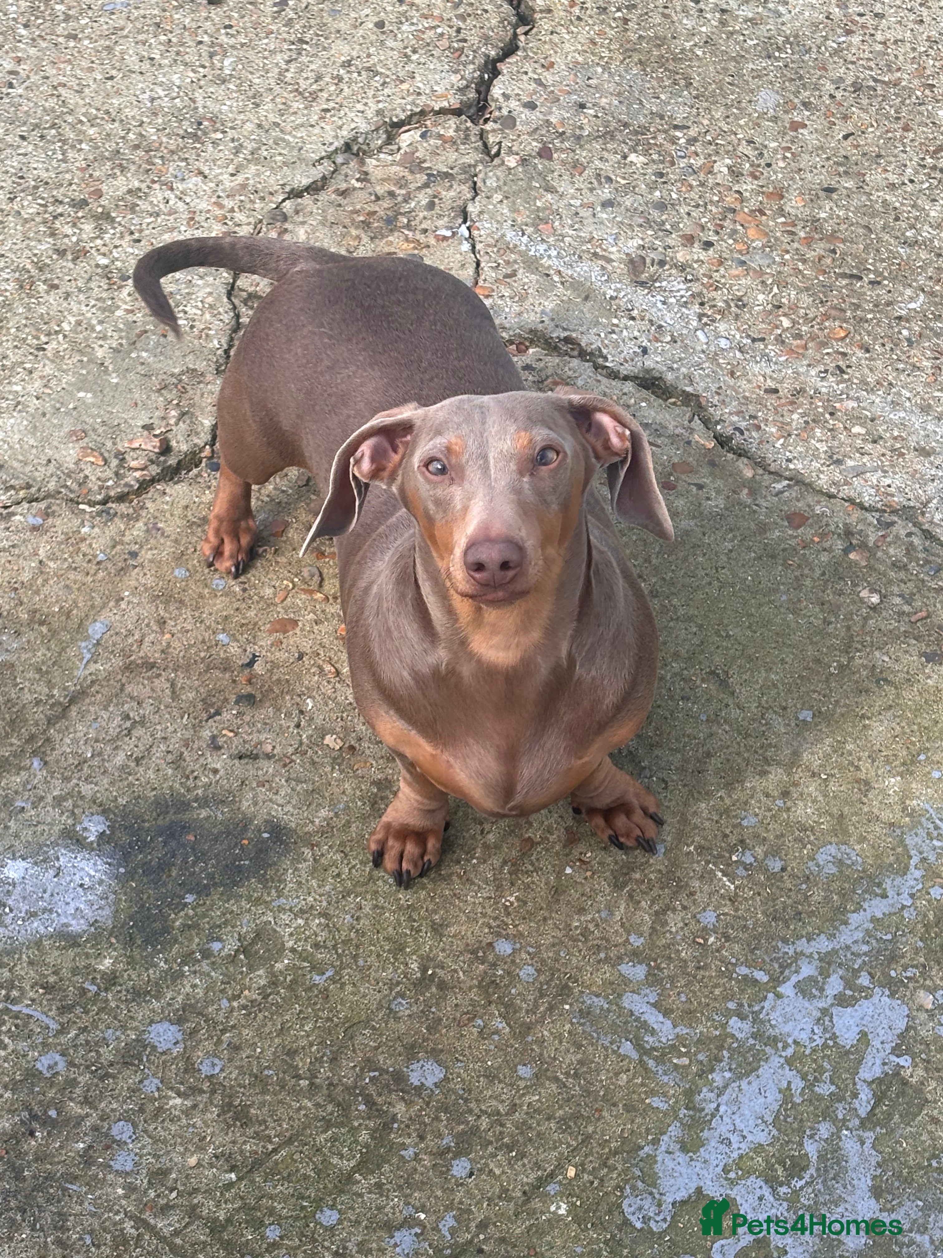 Miniature Dachshund dogs Isabella miniature dachshund female  - Advert 16