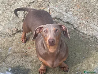 Miniature Dachshund dogs Isabella miniature dachshund female - Advert 2