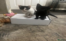 Scottish Fold cats for sale: Scottish fold X kittens for sale  - Image 1