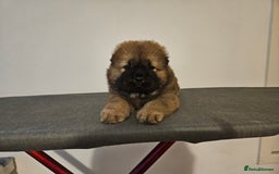 Chow Chow dogs for sale: Chow chow puppies  - Image 1