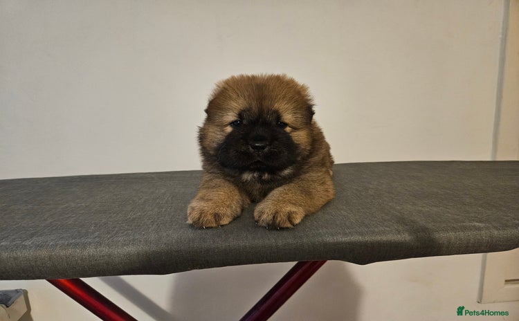 Chow Chow dogs - Advert 9