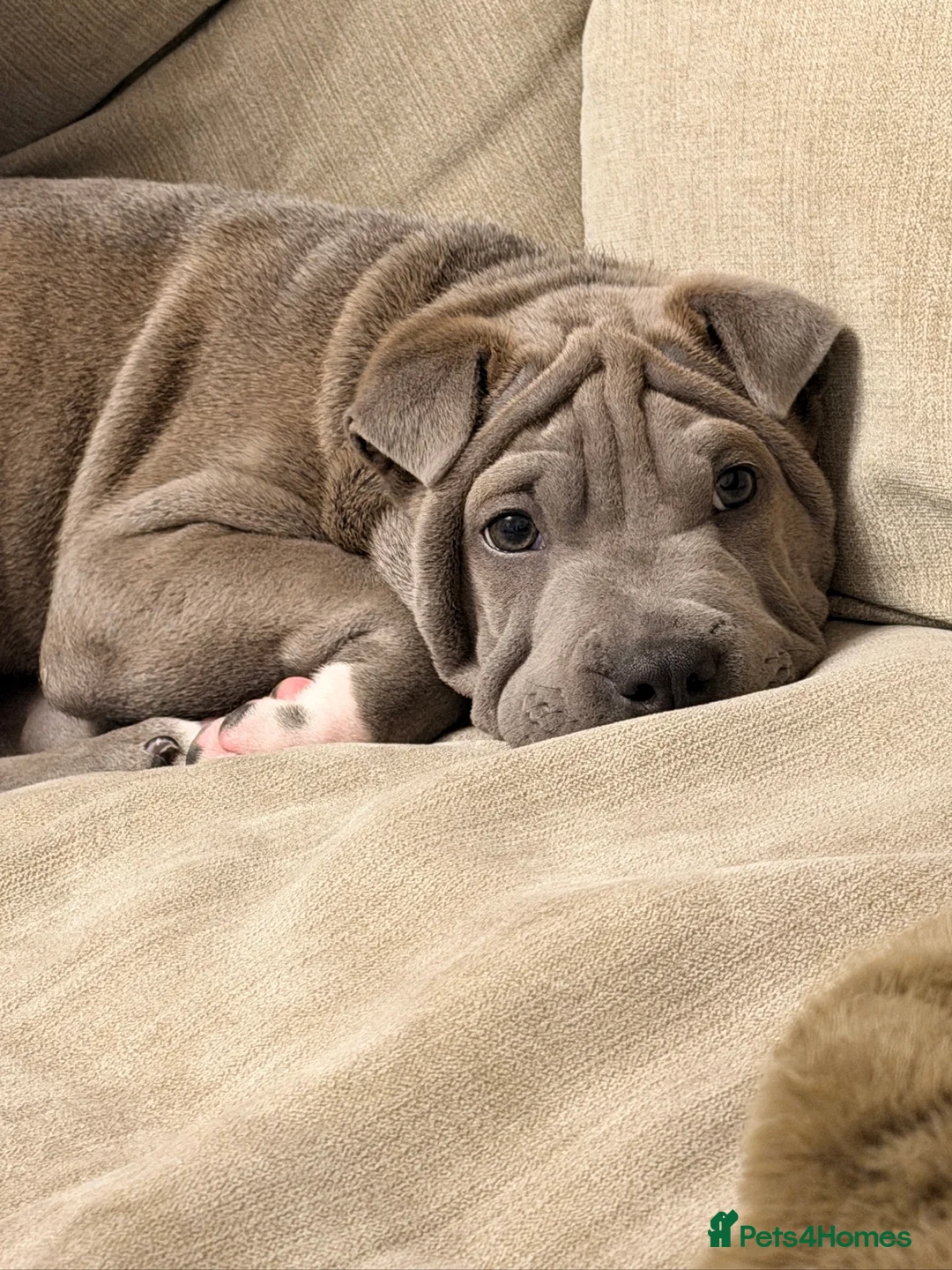 Mixed Breed dogs for sale: Bullpei puppy - Bowie - Advert 16