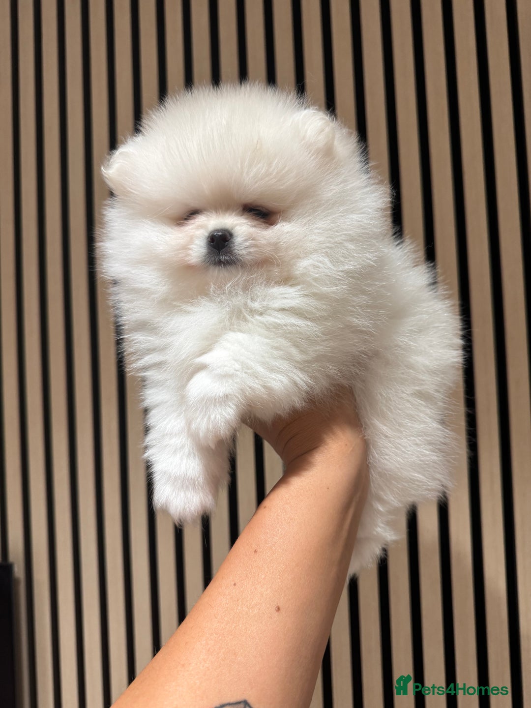 Pomeranian dogs for sale: Boy left! High quality KC reg from imported lines - Image 7