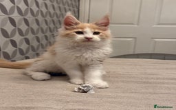 Maine Coon cats for sale: TICA registered purebred Maine Coon kittens - Image 5