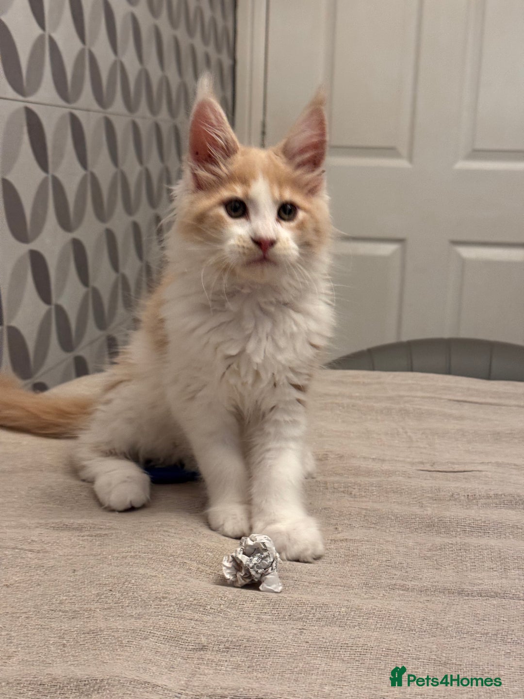 Maine Coon cats for sale: TICA registered purebred Maine Coon kittens - Image 5