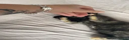Mixed Breed cats for sale: Three beautiful kittens for sale  in Torquay - Advert 9