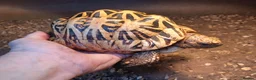 Tortoise reptiles for sale: MALE INDIAN STAR TORTOISE UK BRED 2012 - Advert 2