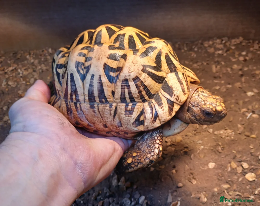 Tortoise reptiles for sale: MALE INDIAN STAR TORTOISE UK BRED 2012 - Advert 2