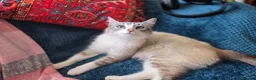 Mixed Breed cats for sale: Adorable Kittens Looking for Loving Homes  - Advert 10