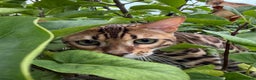 Bengal cats for sale: Mojo - 1 year old bengal is looking for a new sofa - Advert 4