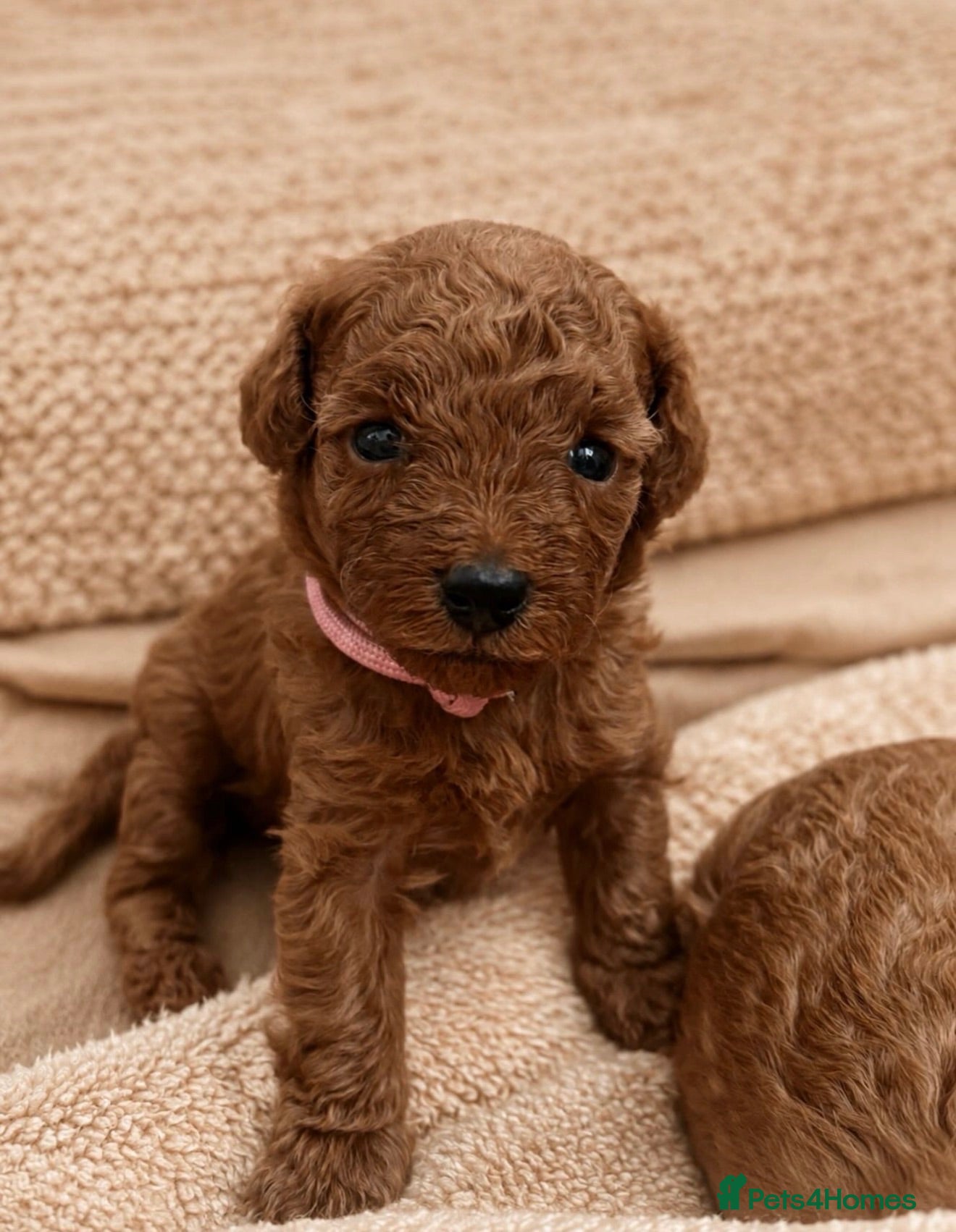 Toy Poodle dogs 🐩🤎Exceptional Deep Red Toy Poodle Puppies 🤎🐩  - Advert 11