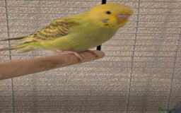 Budgerigars birds for sale: 2 friendly budgies - Advert 4