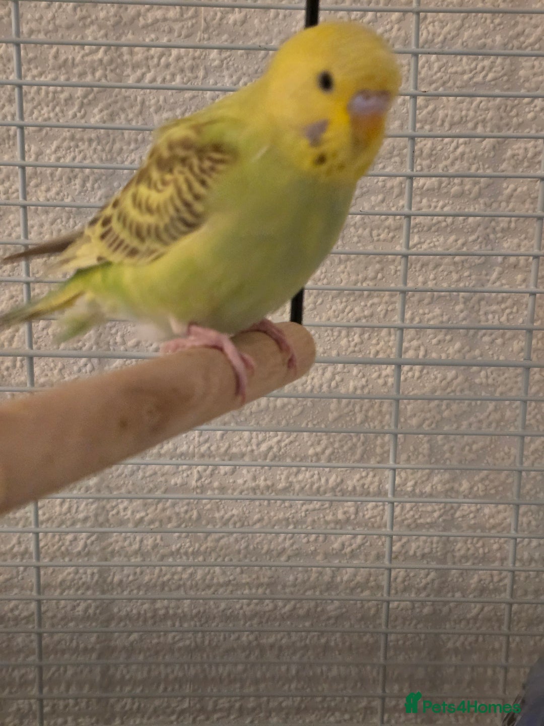 Budgerigars birds for sale: 2 friendly budgies - Advert 4