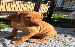 Hungarian Vizsla dogs for sale: Fantastic KC Hungarian Vizsla Puppies! in Rugby - Image 5